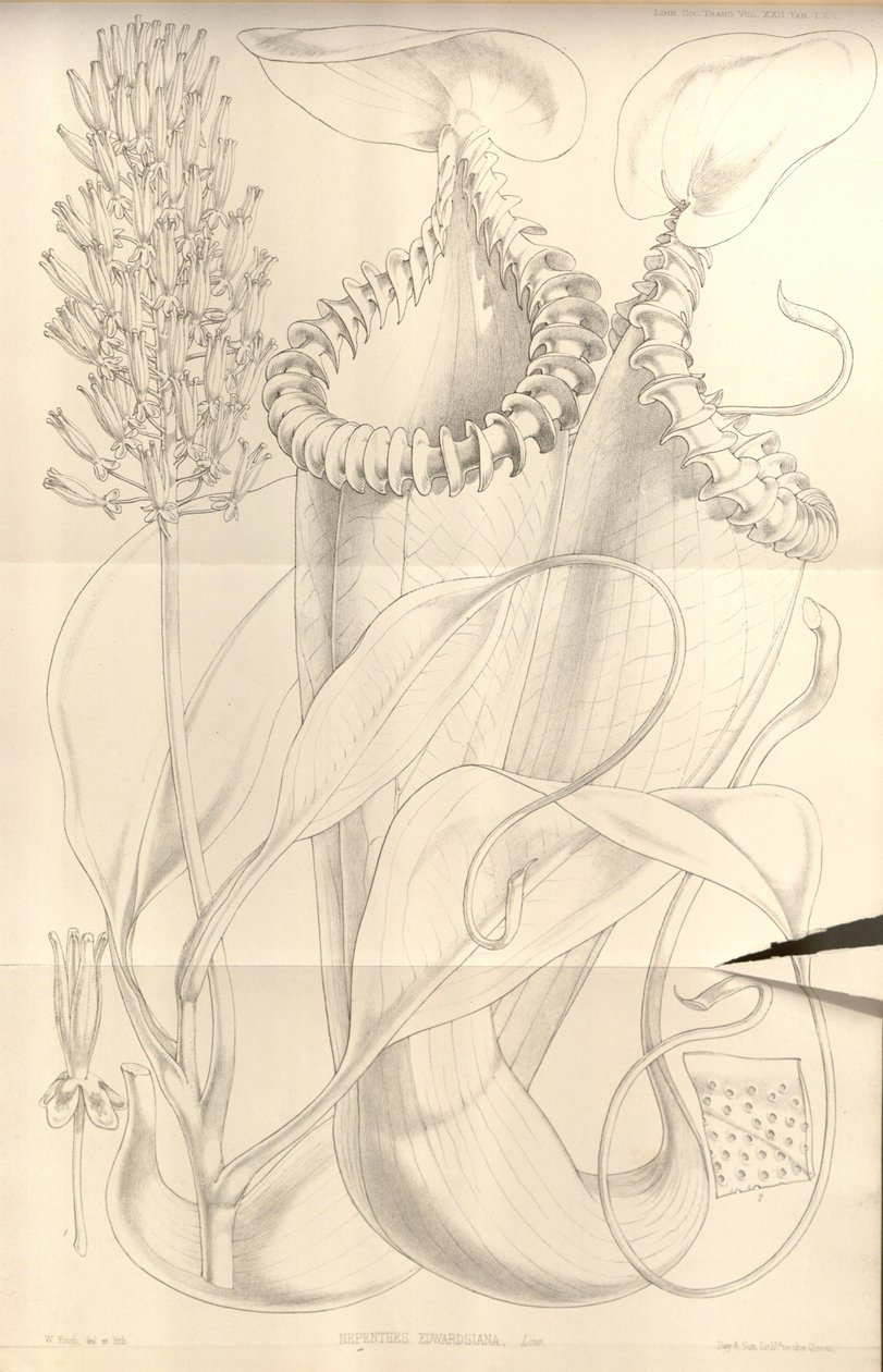Nepenthes edwardsiana, a Transactions of the Linnean Society of London, köt. 22 alkotó: W.H. Fitch