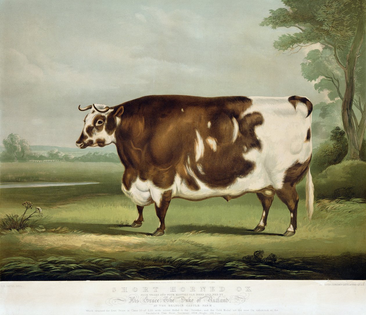 Egy rövid szarvú ökör, vésette John Day, 1856 (színes metszet) alkotó: W.H. Davis