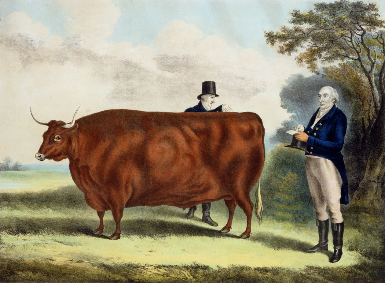 T. W. úr portréja Coke Esq. és Hilliard Esq. észak-devoni ökörrel (színes gravírozás) alkotó: W.H. Davis