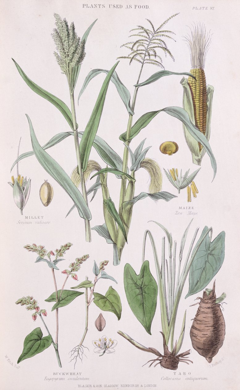 Köles, kukorica, hajdina és taro, illusztráció William Rhind A History of the Vegetable Kingdom című művéből (1797-1874), 1872-es színes metszet. alkotó: W.H. Fitch