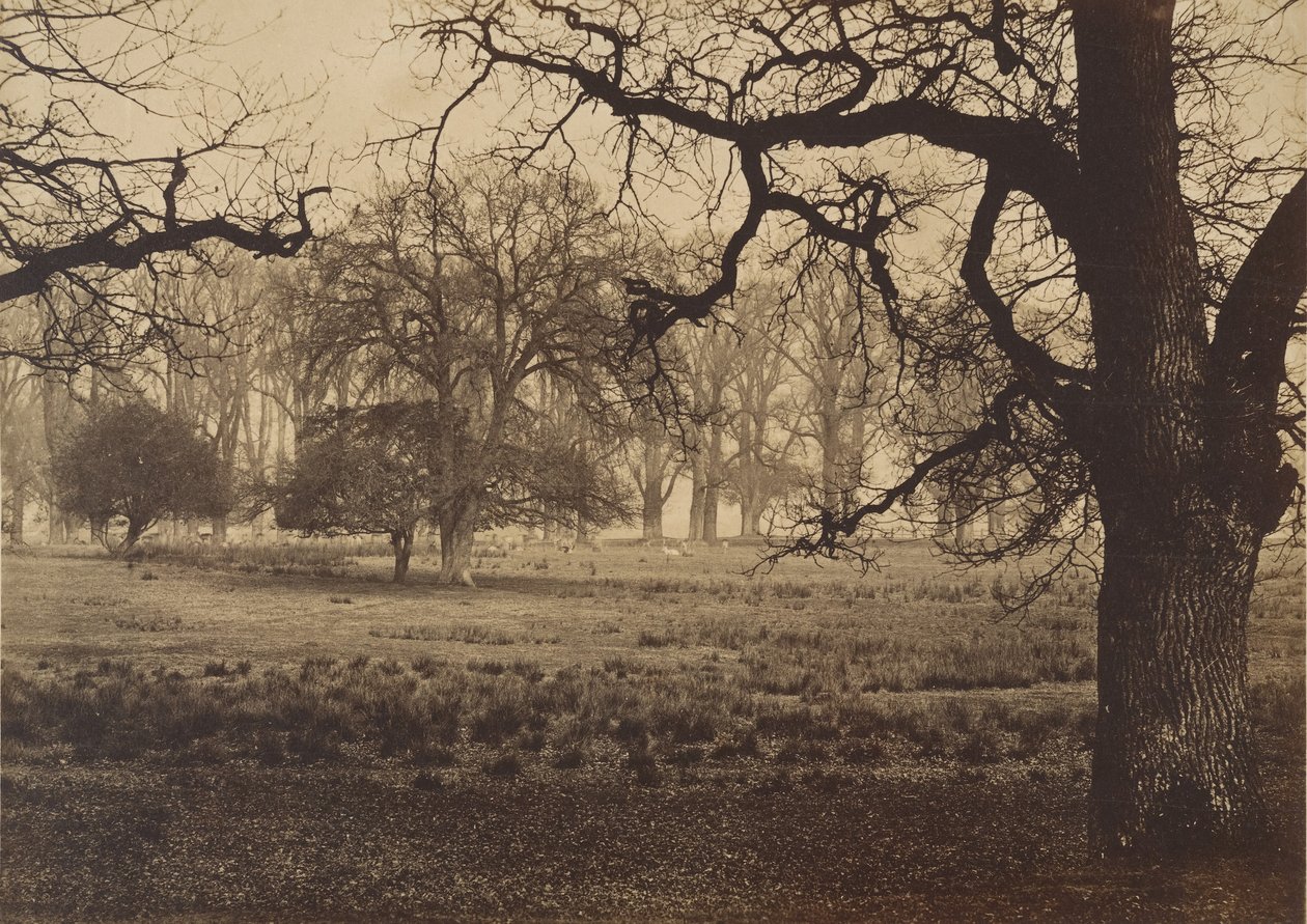 Windsor Park, Szarvasetetés, 1850-es évek. alkotó: W. H. Nicholl
