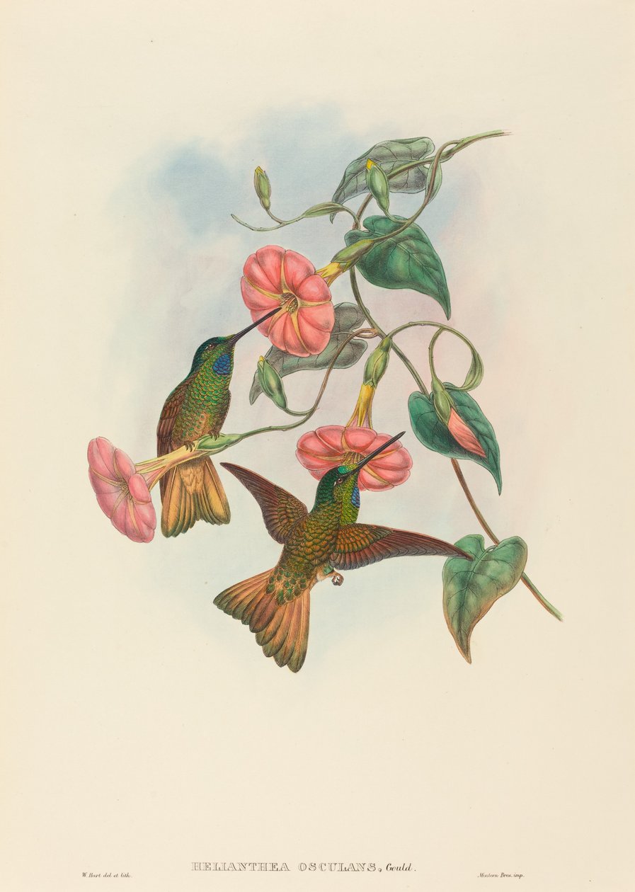 Helianthea osculans (Buff-tailed Star-Frontlet) alkotó: W. Hart