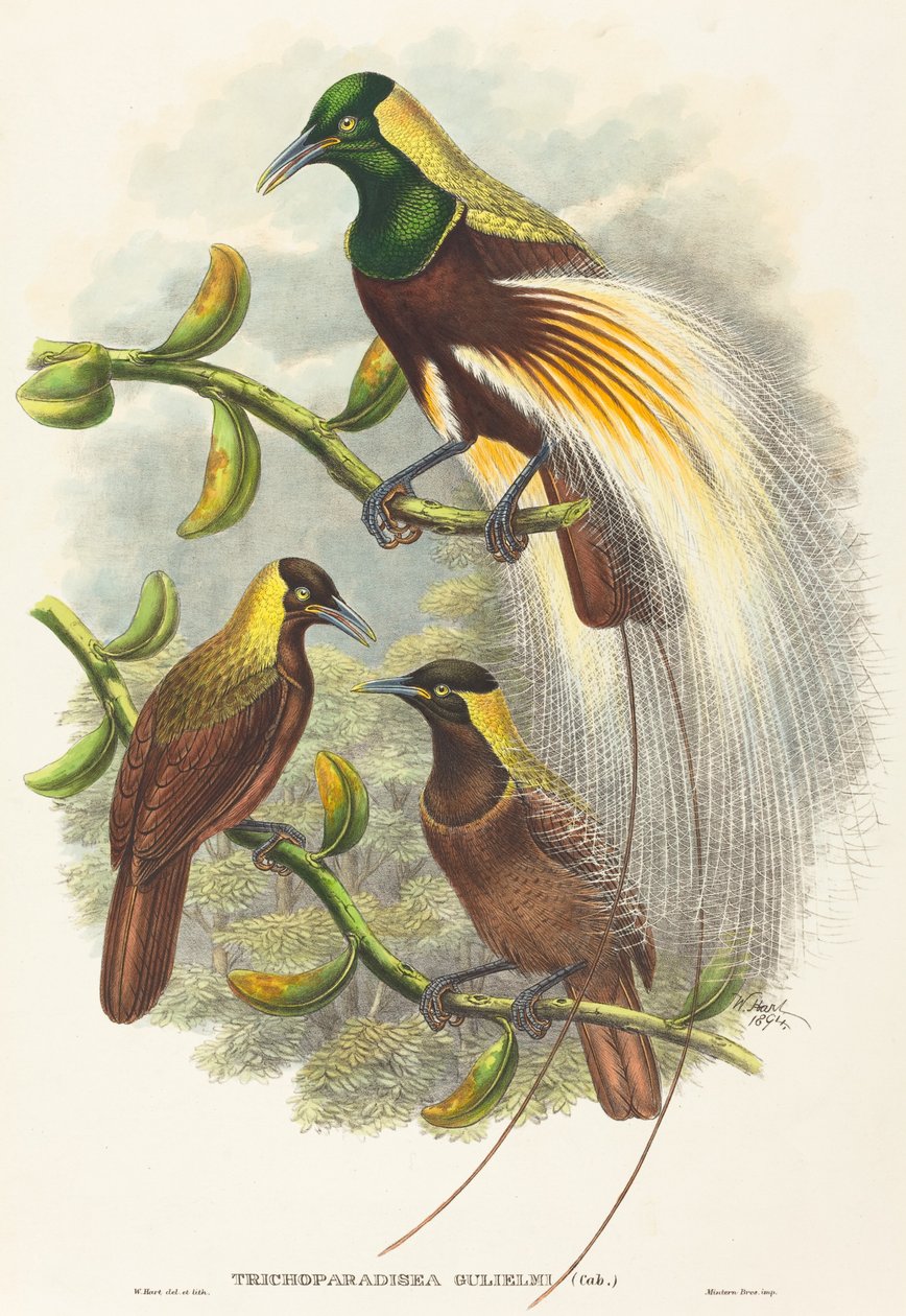 Trichoparadisea William alkotó: W. Hart