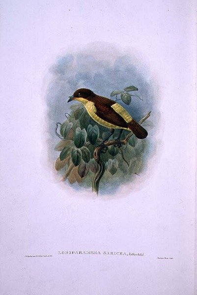 Loboparadisea serica, Vízicsőrű Paradicsommadár (színes litho) alkotó: W. and Keulemans J.G. Hart