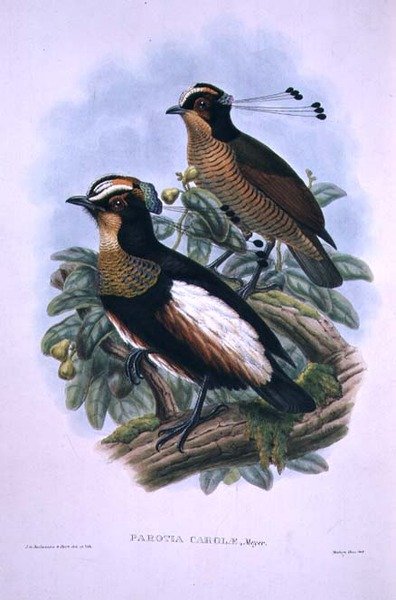 Carola királynő hatvezetékes paradicsommadara (színes litó) alkotó: W. and Keulemans J.G. Hart