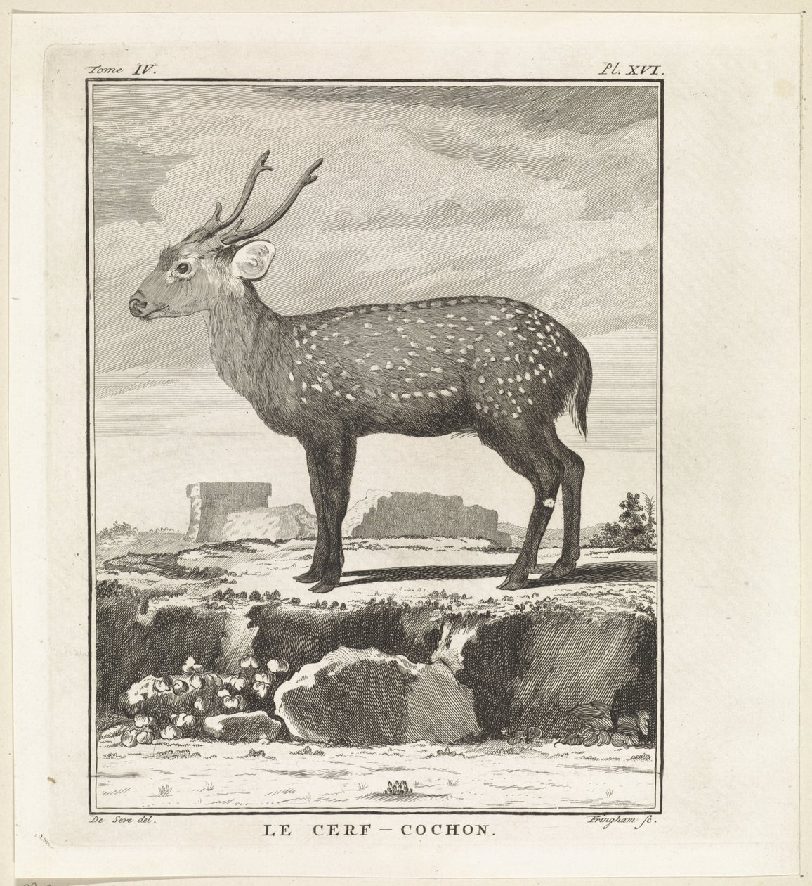 Hert Le Cerf-Cochon (cím az objektumon) alkotó: W. Tringham