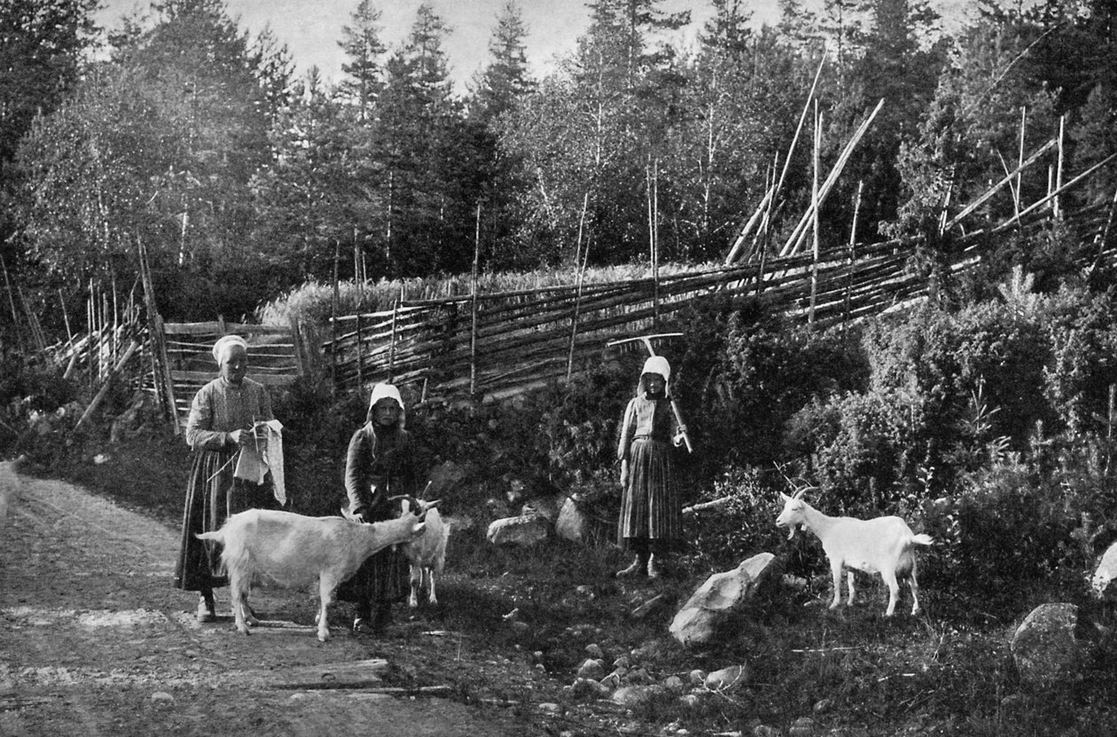 Kecsketenyésztés Dalarnában, Svédországban, 1908-1909. alkotó: Wald Zachrisson