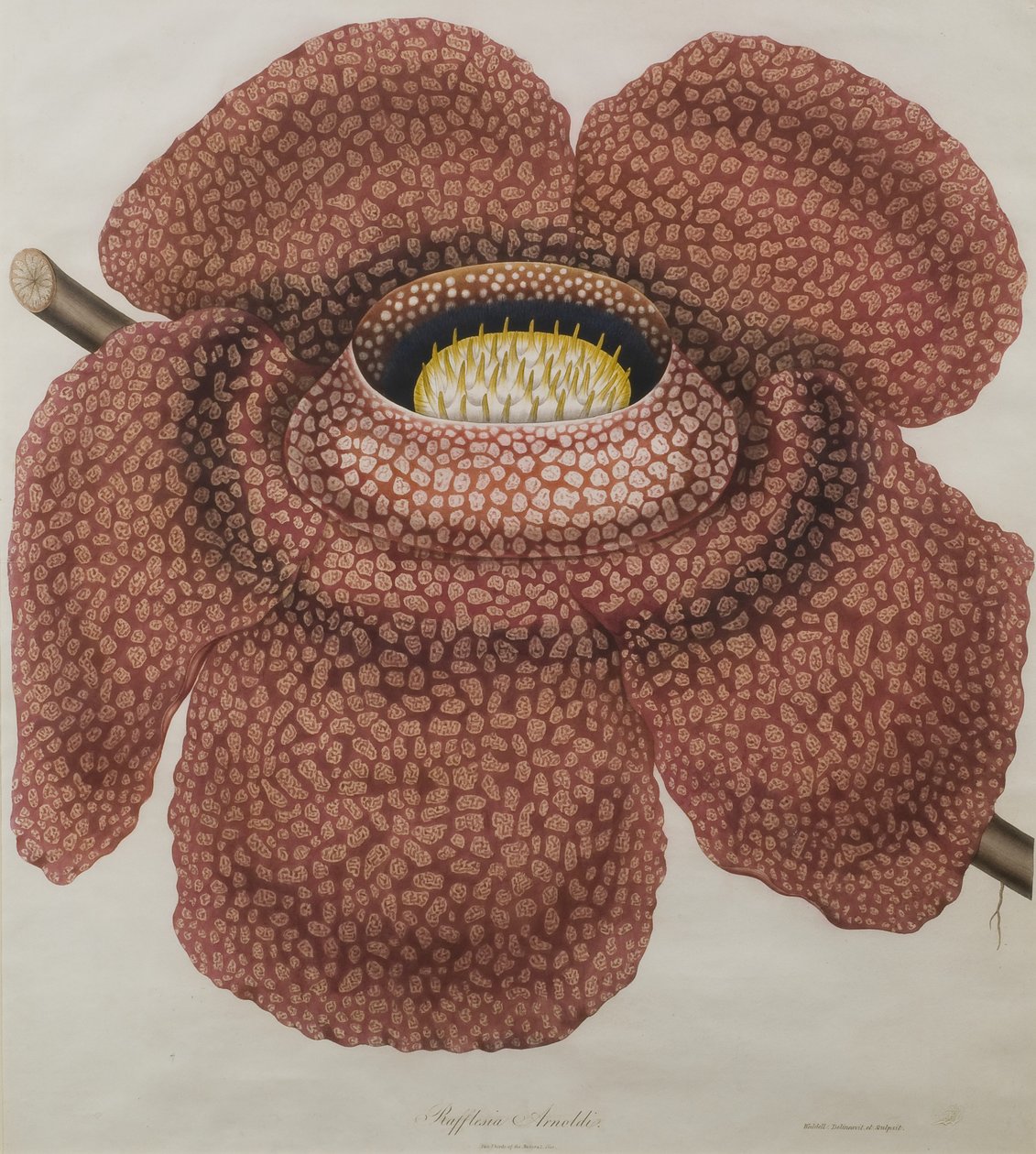 Rafflesia arnoldii virága alkotó: Waldell