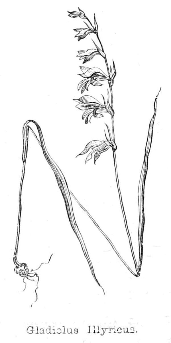 Gladiolus Illyricus alkotó: Walter Crane