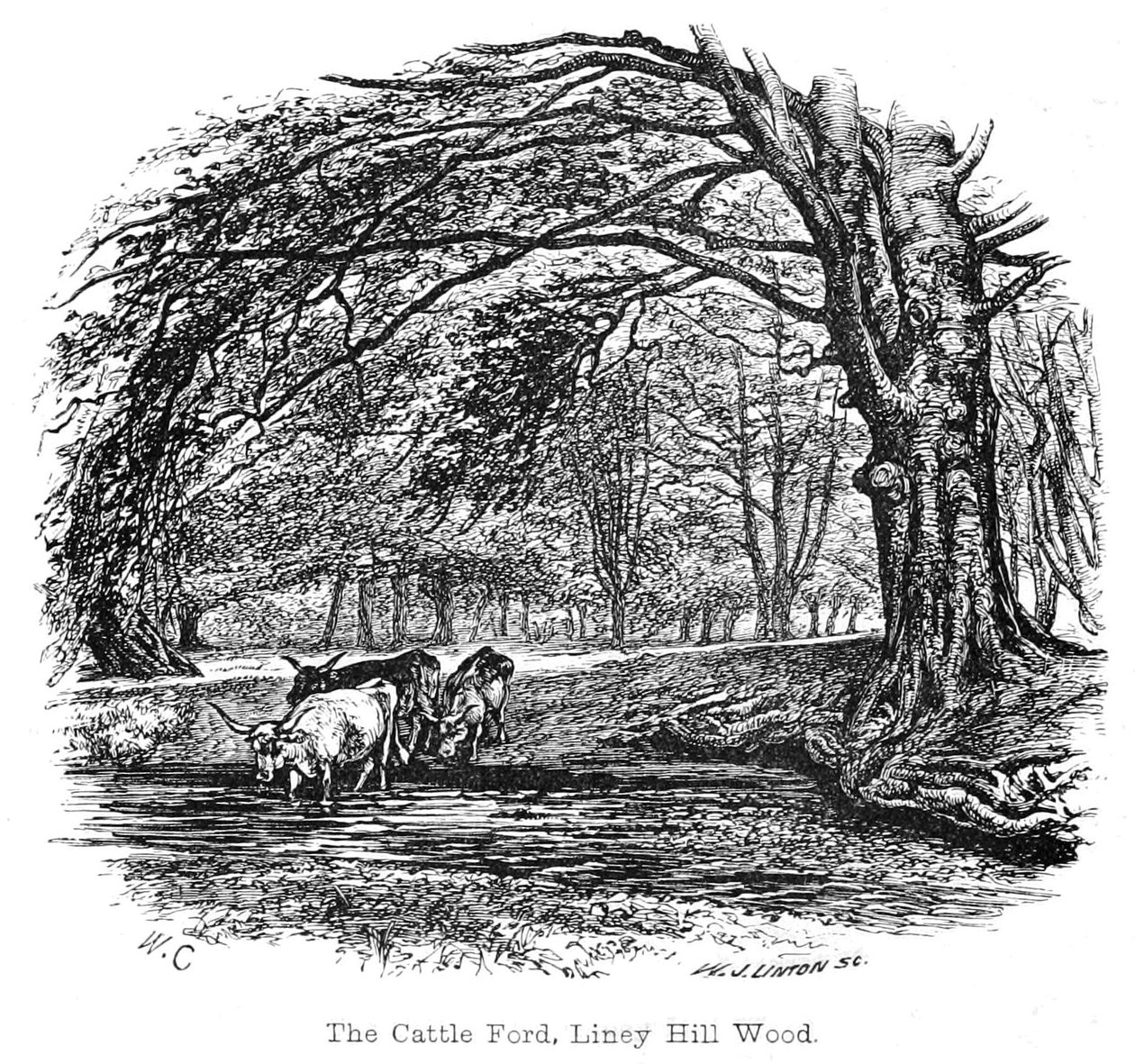 A marha Ford, Liney Hill Wood alkotó: Walter Crane