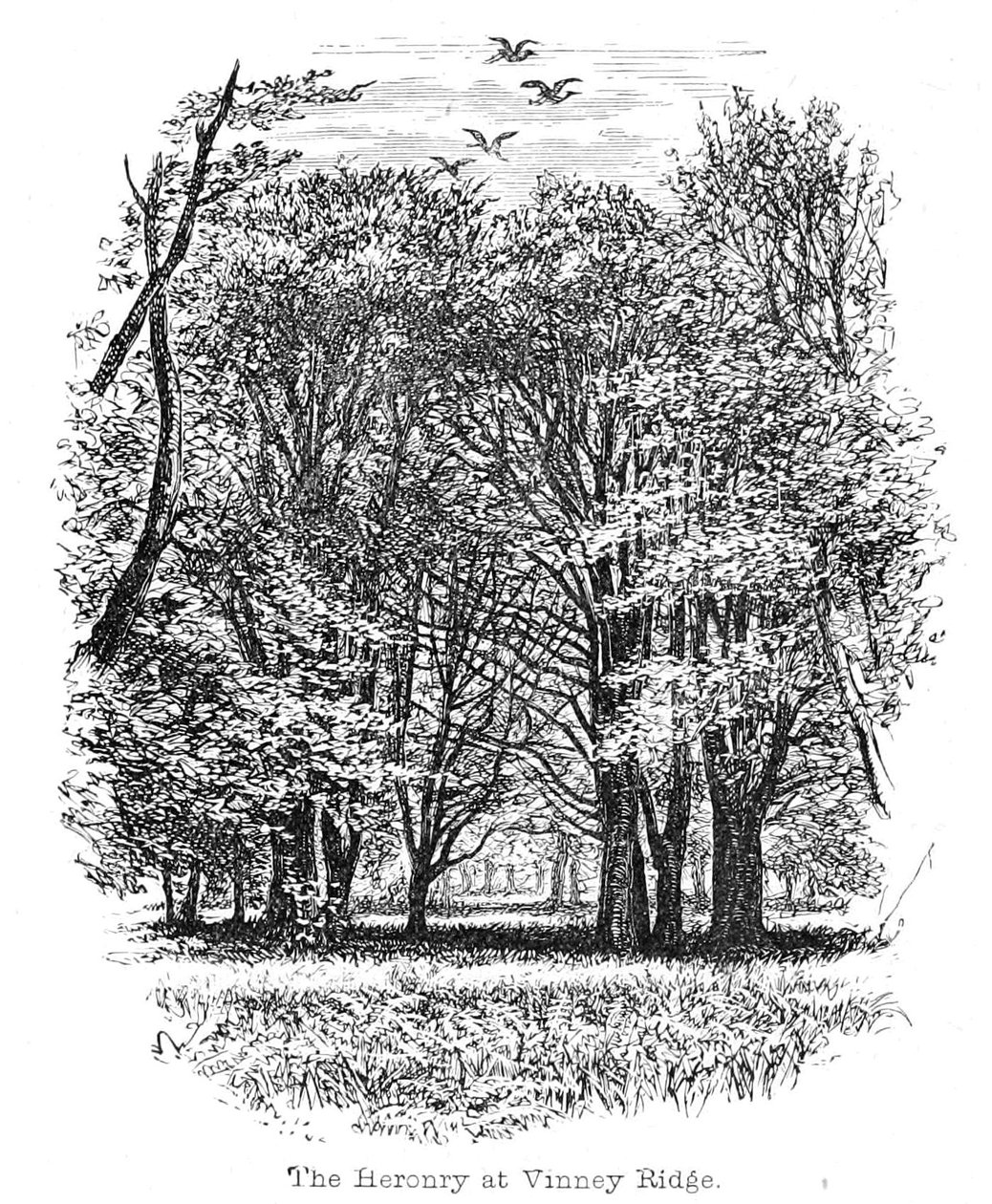 The Heronry at Vinney Ridge alkotó: Walter Crane