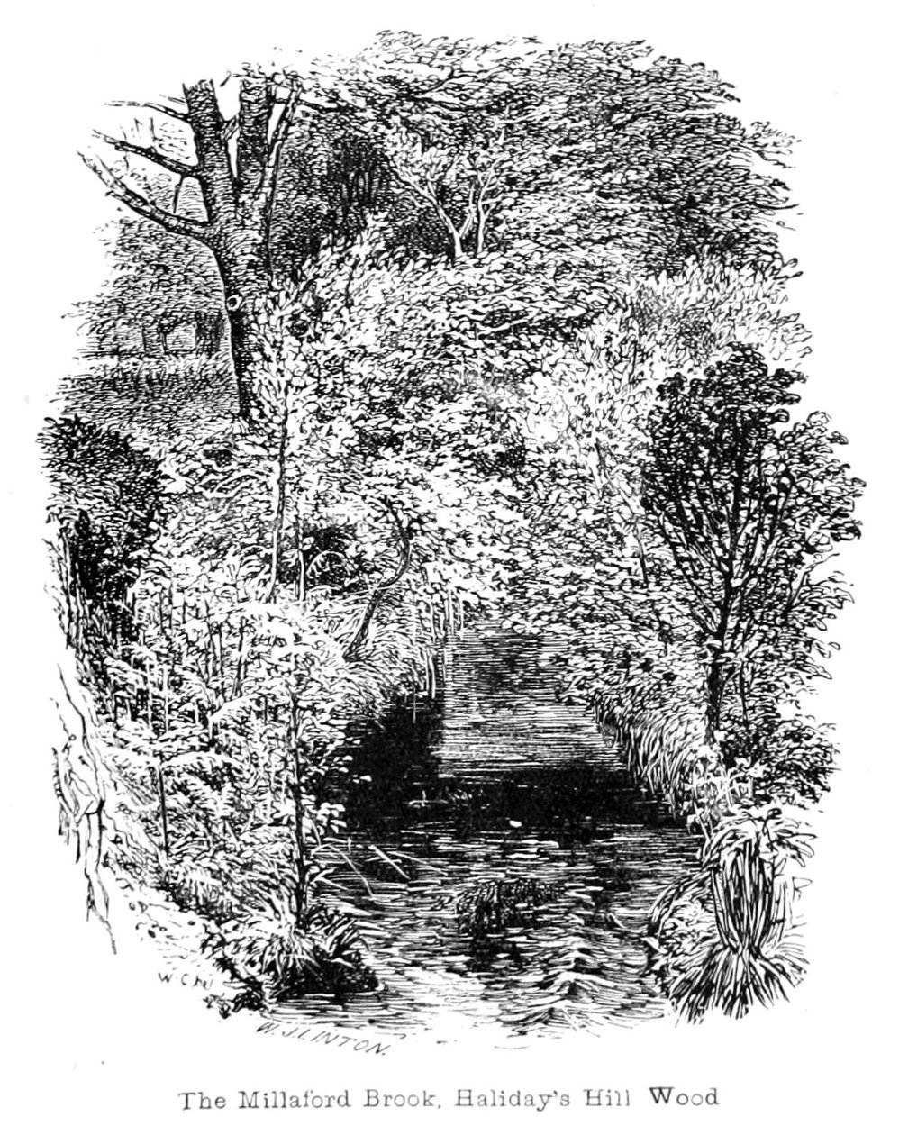 A Millaford -patak, Halidays Hill Wood alkotó: Walter Crane