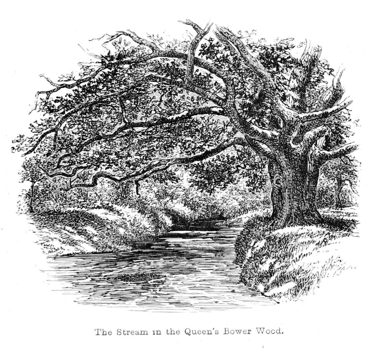 A patak a Queens Bower Woodban alkotó: Walter Crane