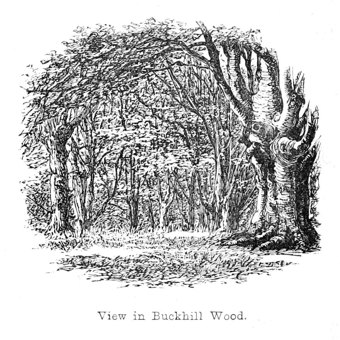 Nézet Buckhill Woodban alkotó: Walter Crane