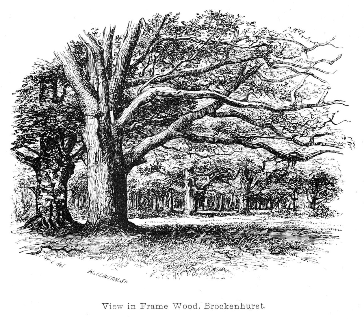 Nézet Frame Wood -ban, Brockenhurst alkotó: Walter Crane