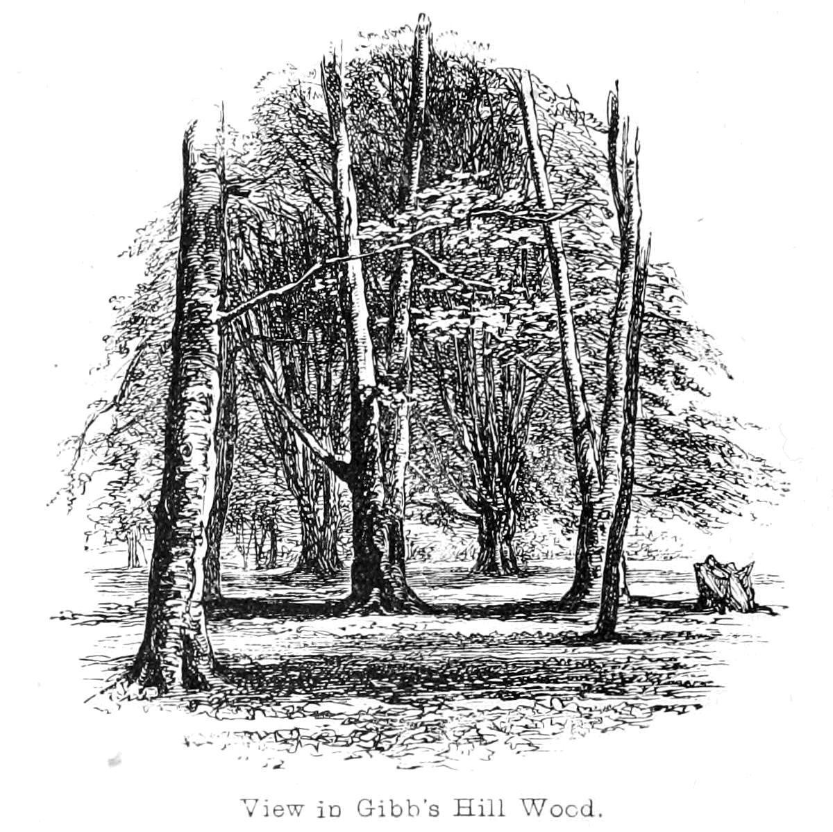 Nézet a Gibbs Hill Woodban alkotó: Walter Crane