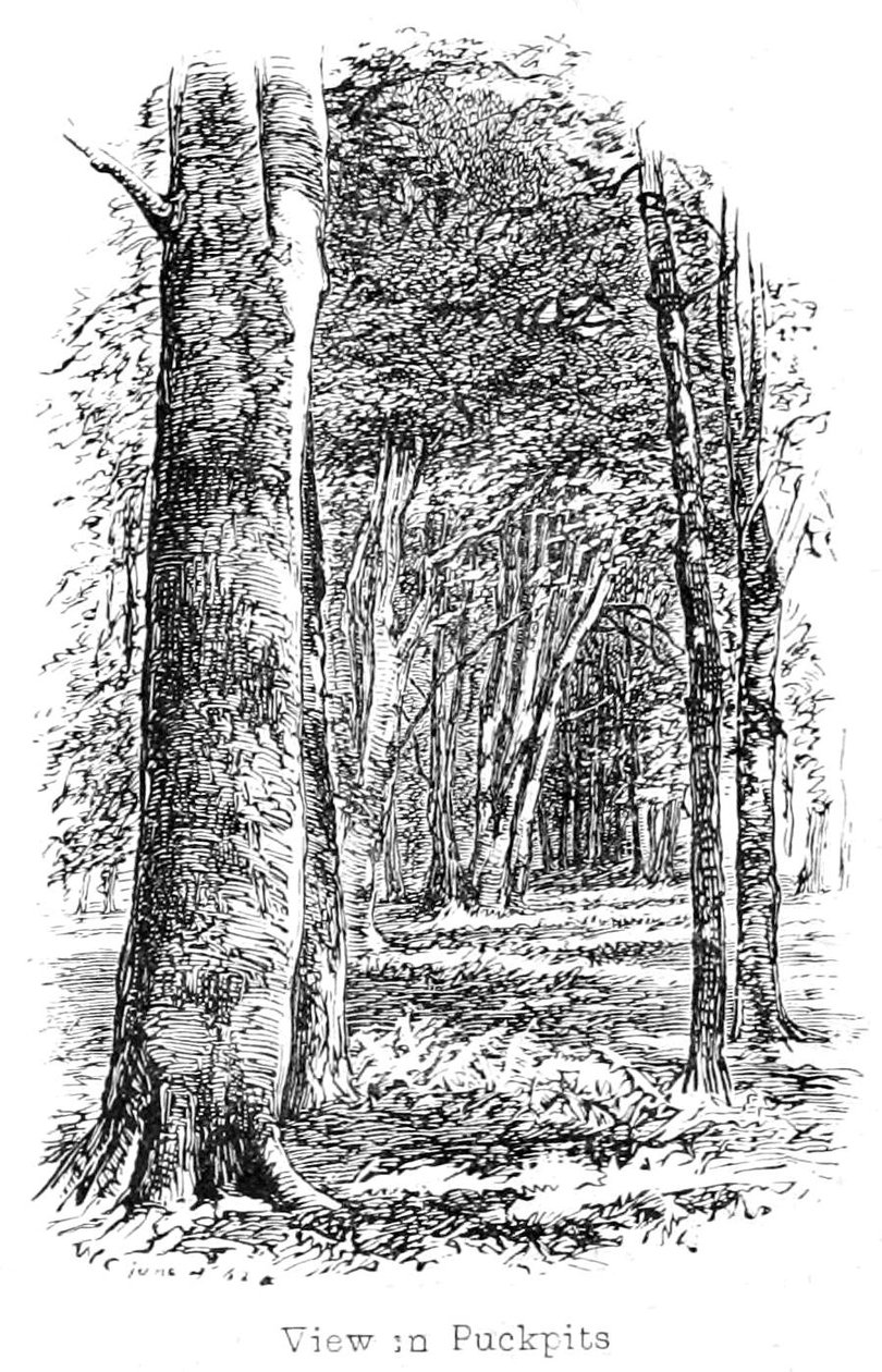 Nézet Puckpits Woodban alkotó: Walter Crane