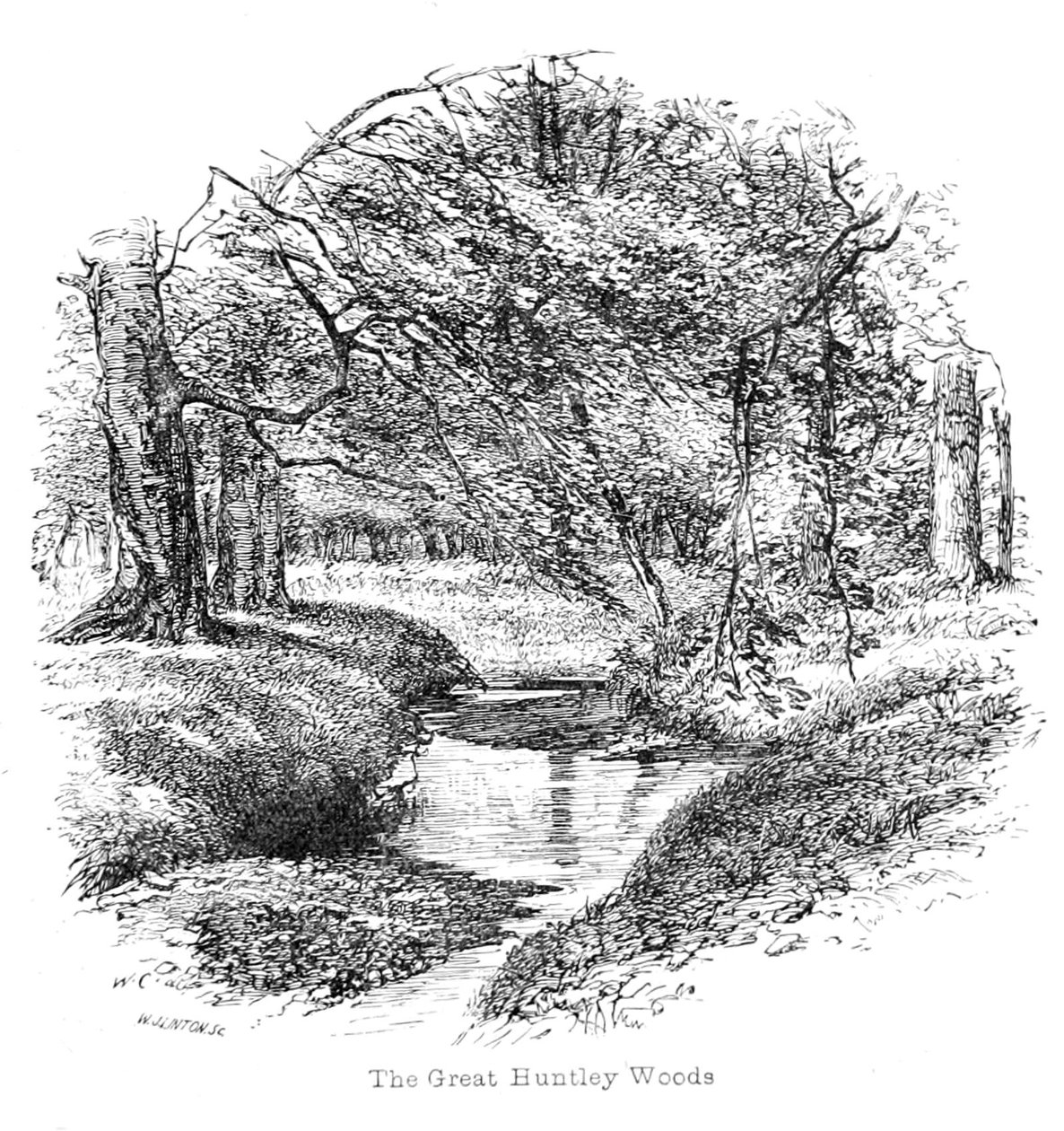 Kilátás a Great Huntley Woods -ba alkotó: Walter Crane