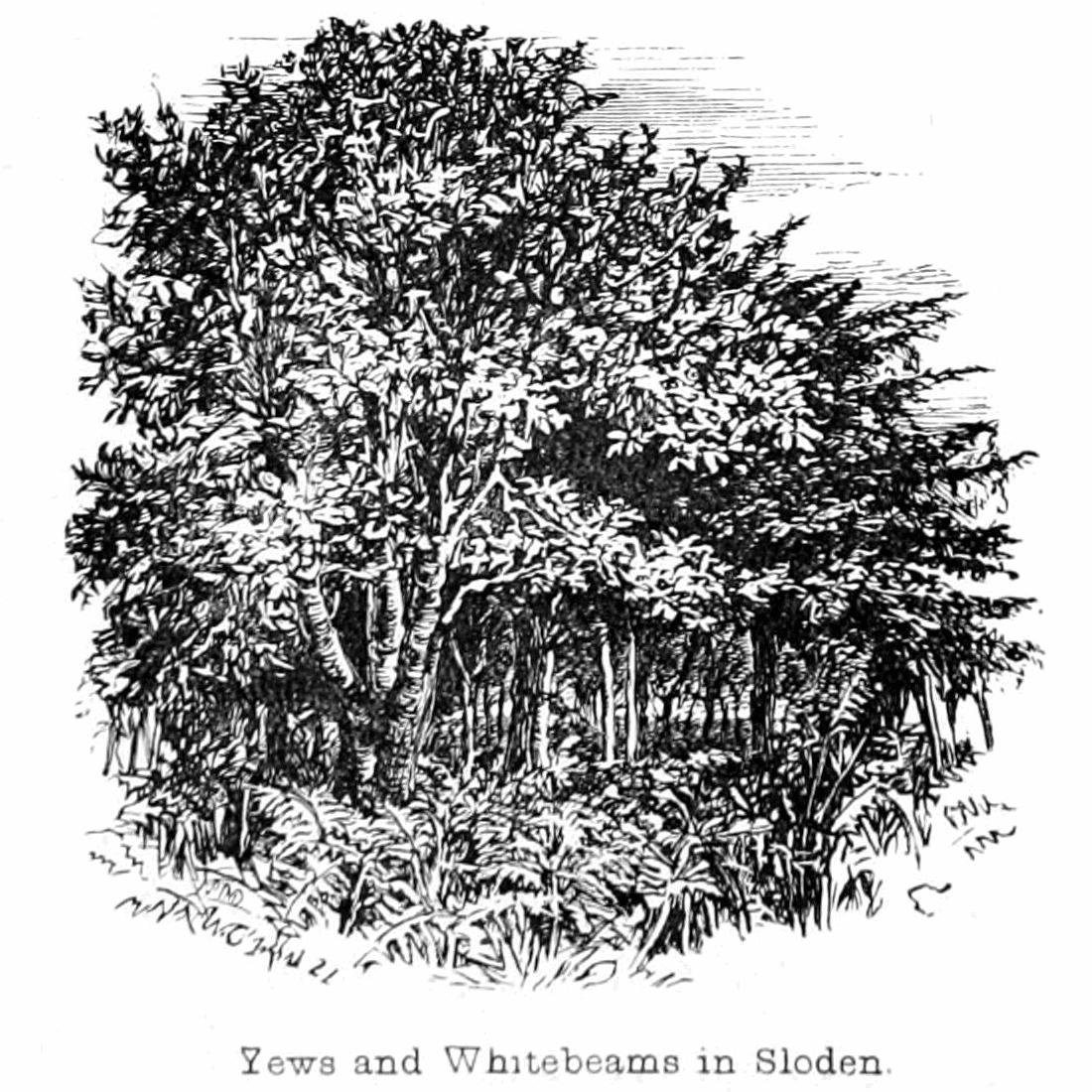 Tiszafa és fehér sugárzás Slodenben alkotó: Walter Crane