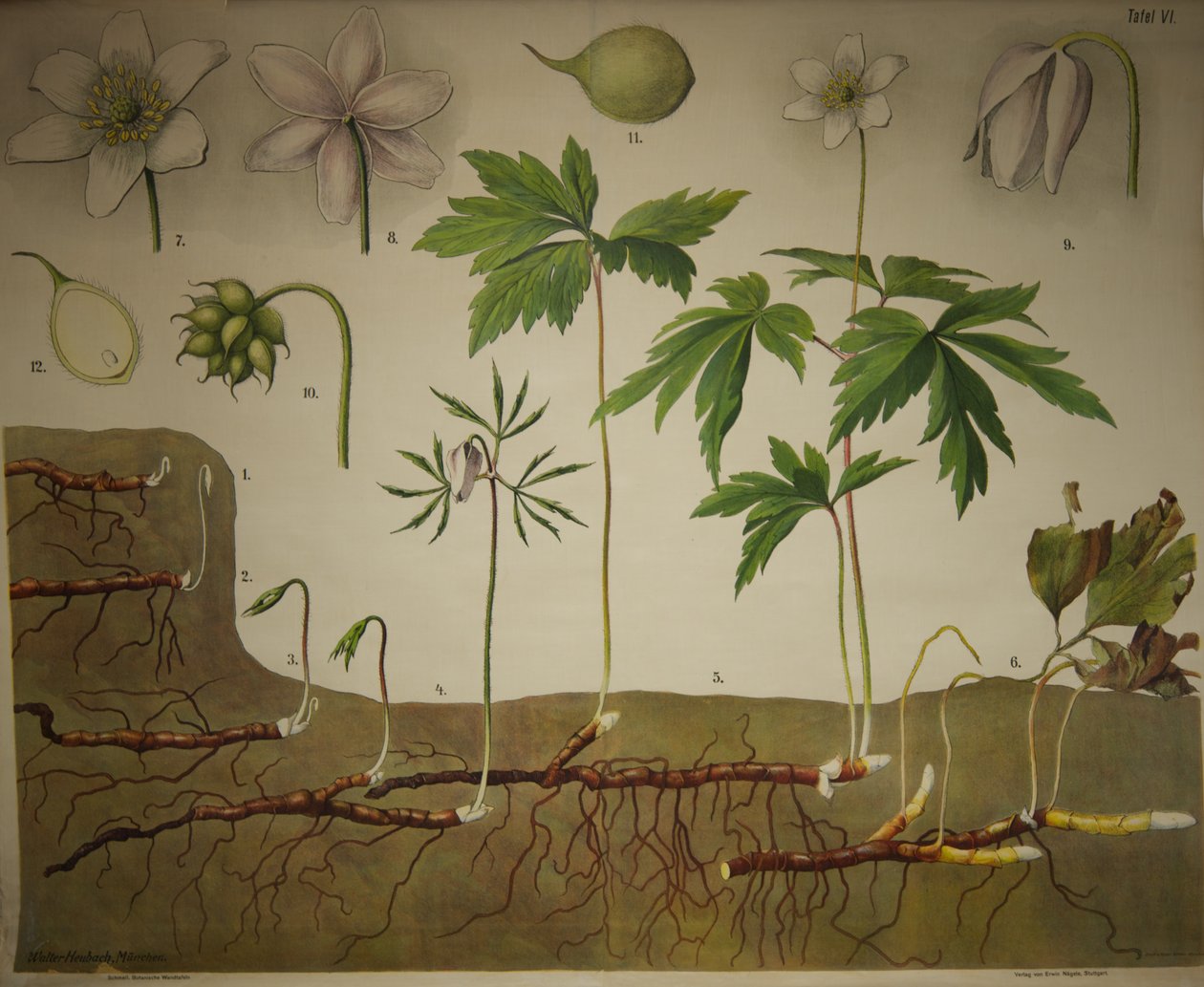 Schmeil Botanical Wall Charts Anatómiai sorozat alkotó: Walter Heubach