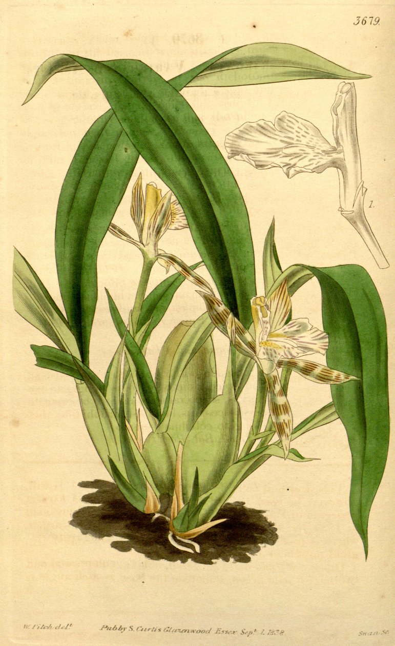 Illusztráció: Aspasia variegata alkotó: Walter Hood Fitch