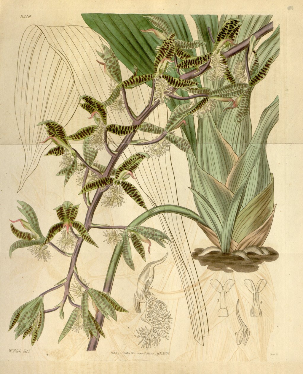 A Catasetum barbatum illusztrációja (mint syn. Myanthus barbatus) alkotó: Walter Hood Fitch