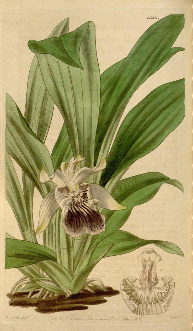 Cochleanthes flabelliformis illusztrációja (mint Zygopetalum cochleare) alkotó: Walter Hood Fitch