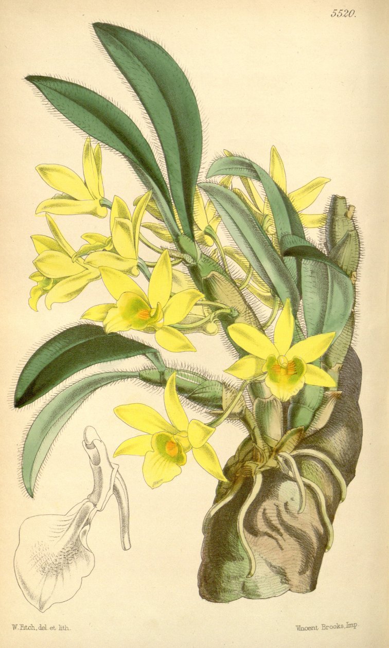 Illusztráció: Dendrobium senile alkotó: Walter Hood Fitch