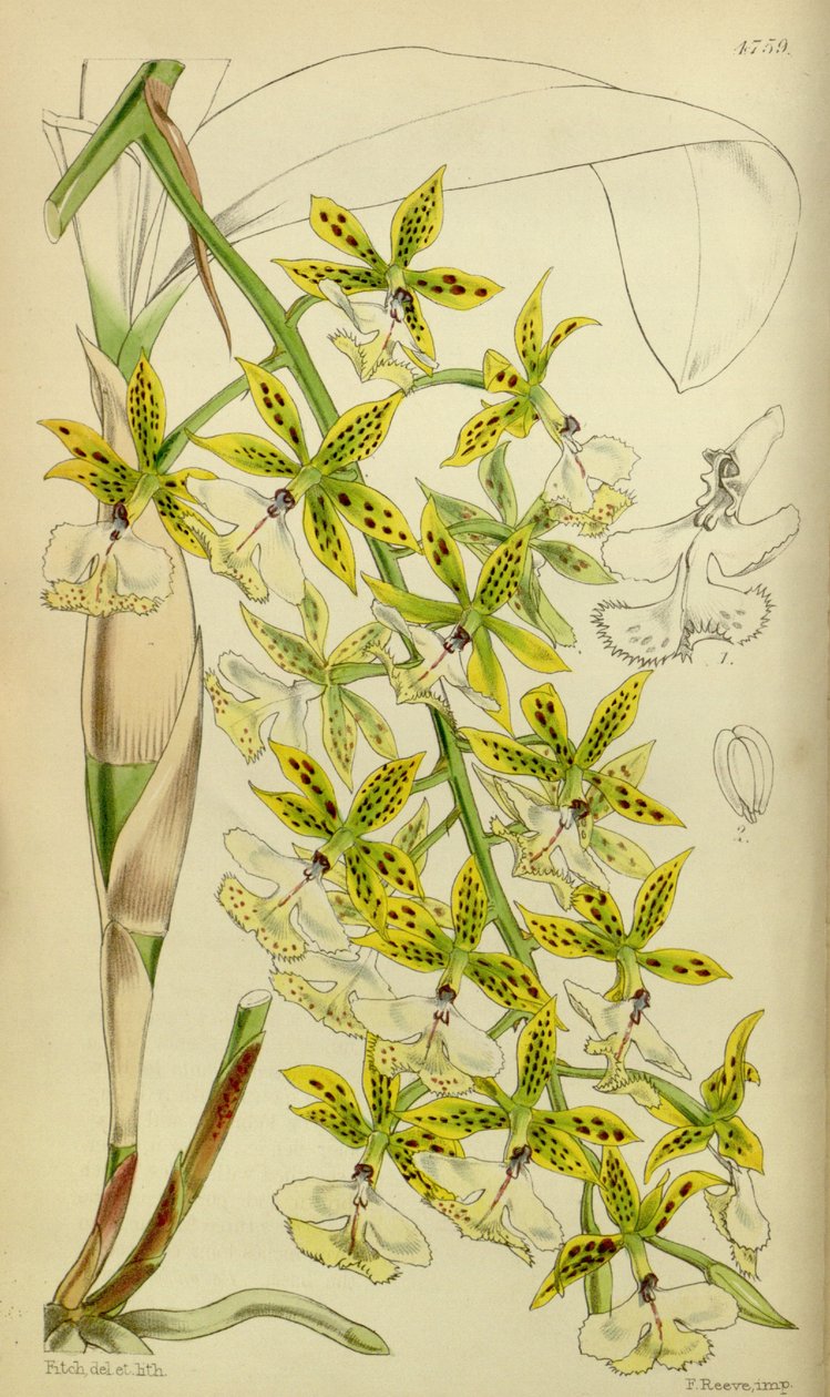 Illusztráció: Epidendrum stamfordianum alkotó: Walter Hood Fitch
