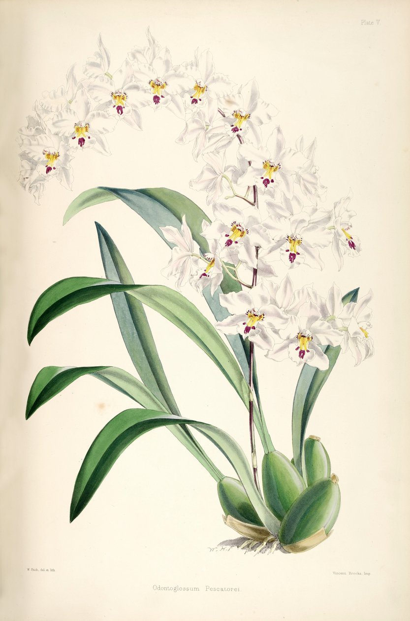 Illusztráció: Odontoglossum nobile (mint syn. Odontoglossum pescatorei) alkotó: James Bateman
