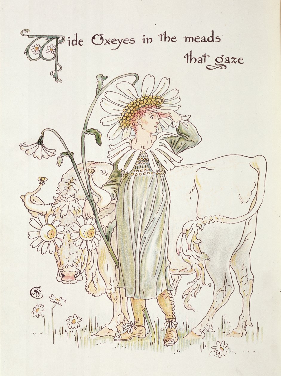 "Wild Oxeyes in Meads that Gaze", illusztráció a "Flora