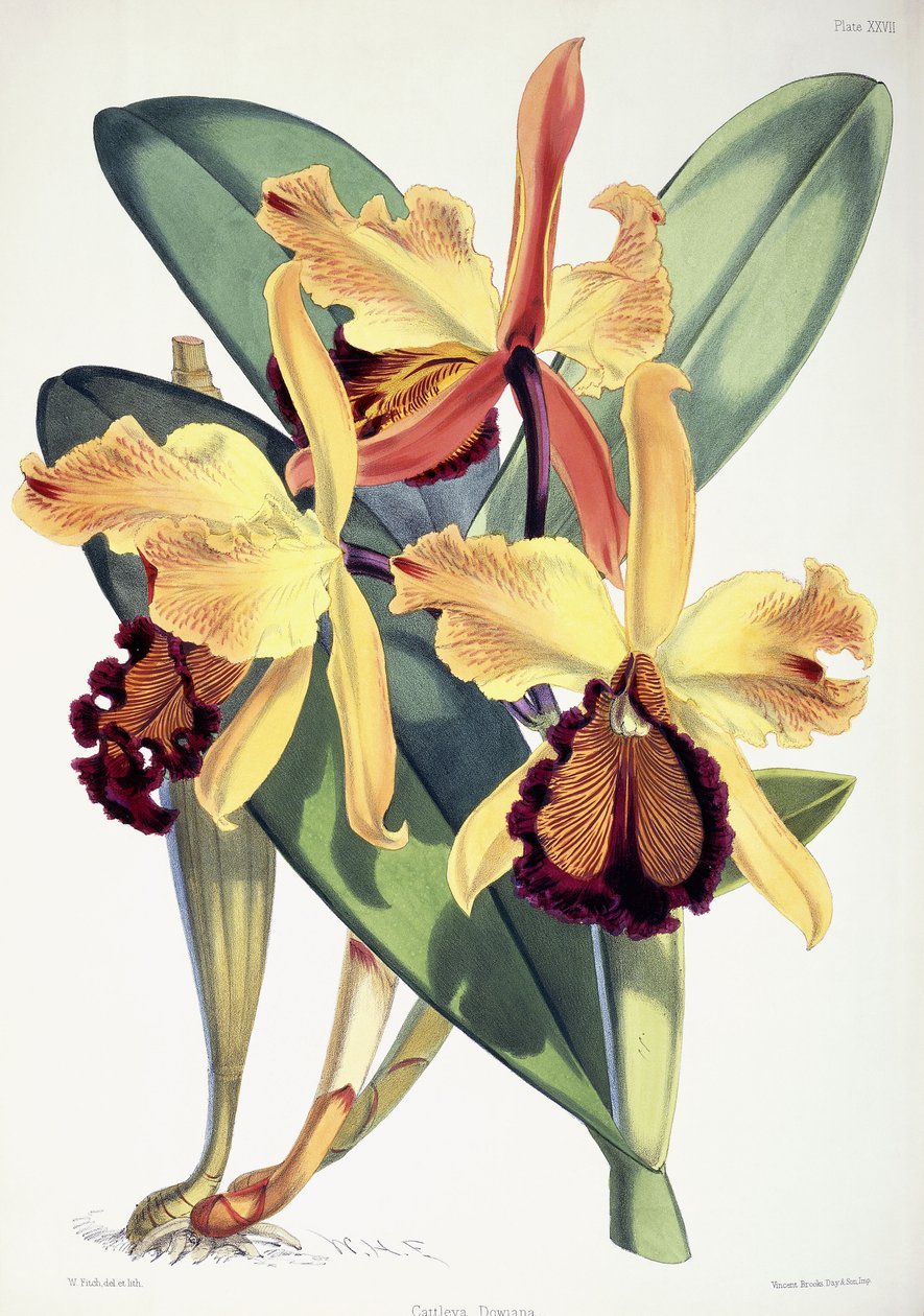 Cattleya Dowiana, 1862-1877 körül alkotó: Walter Hood Fitch
