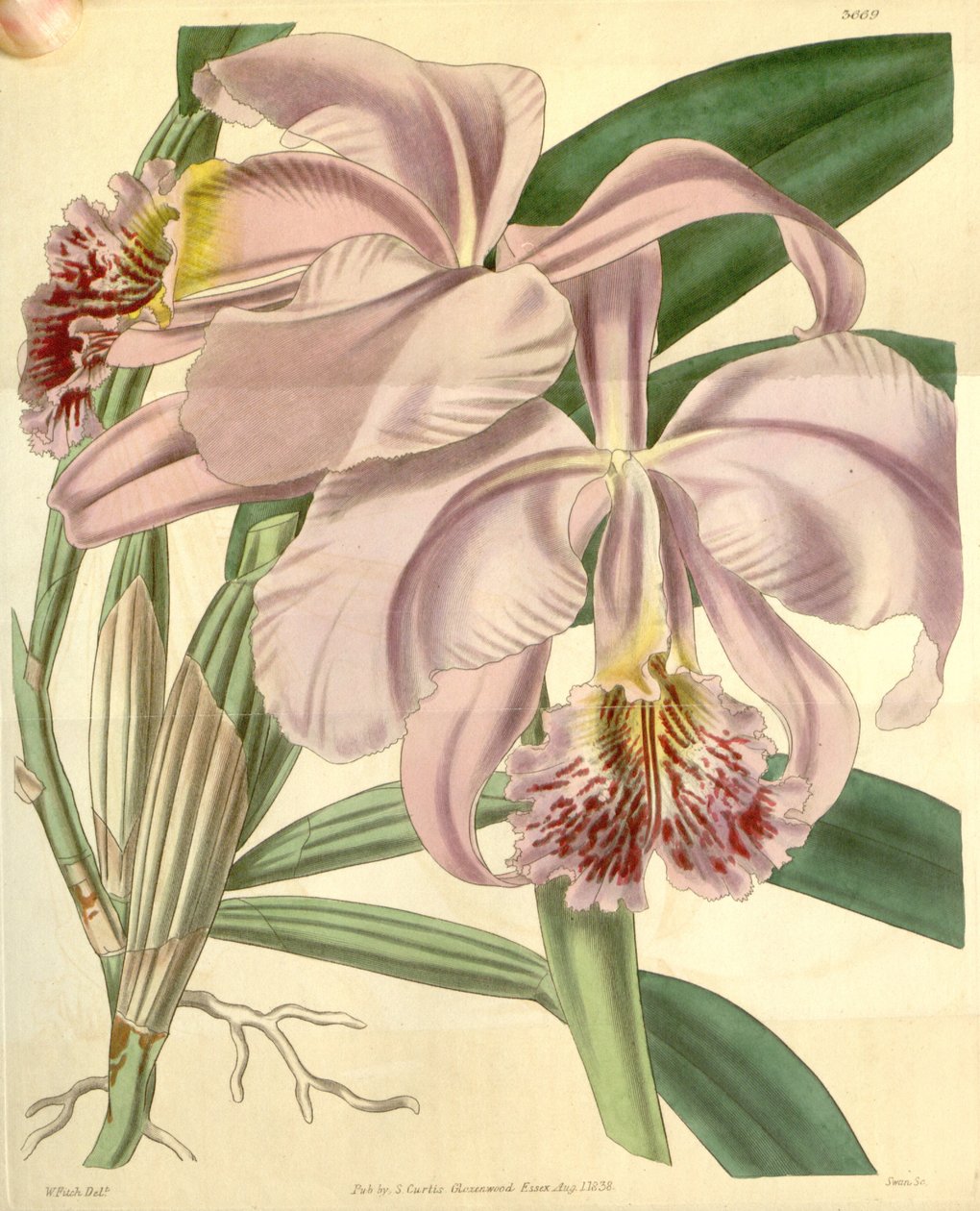 Cattleya mossiae alkotó: Walter Hood Fitch
