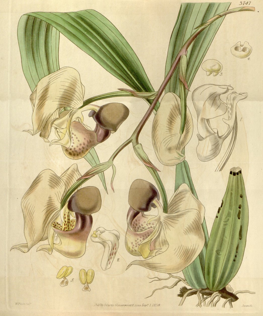 Coryanthes maculata alkotó: Walter Hood Fitch