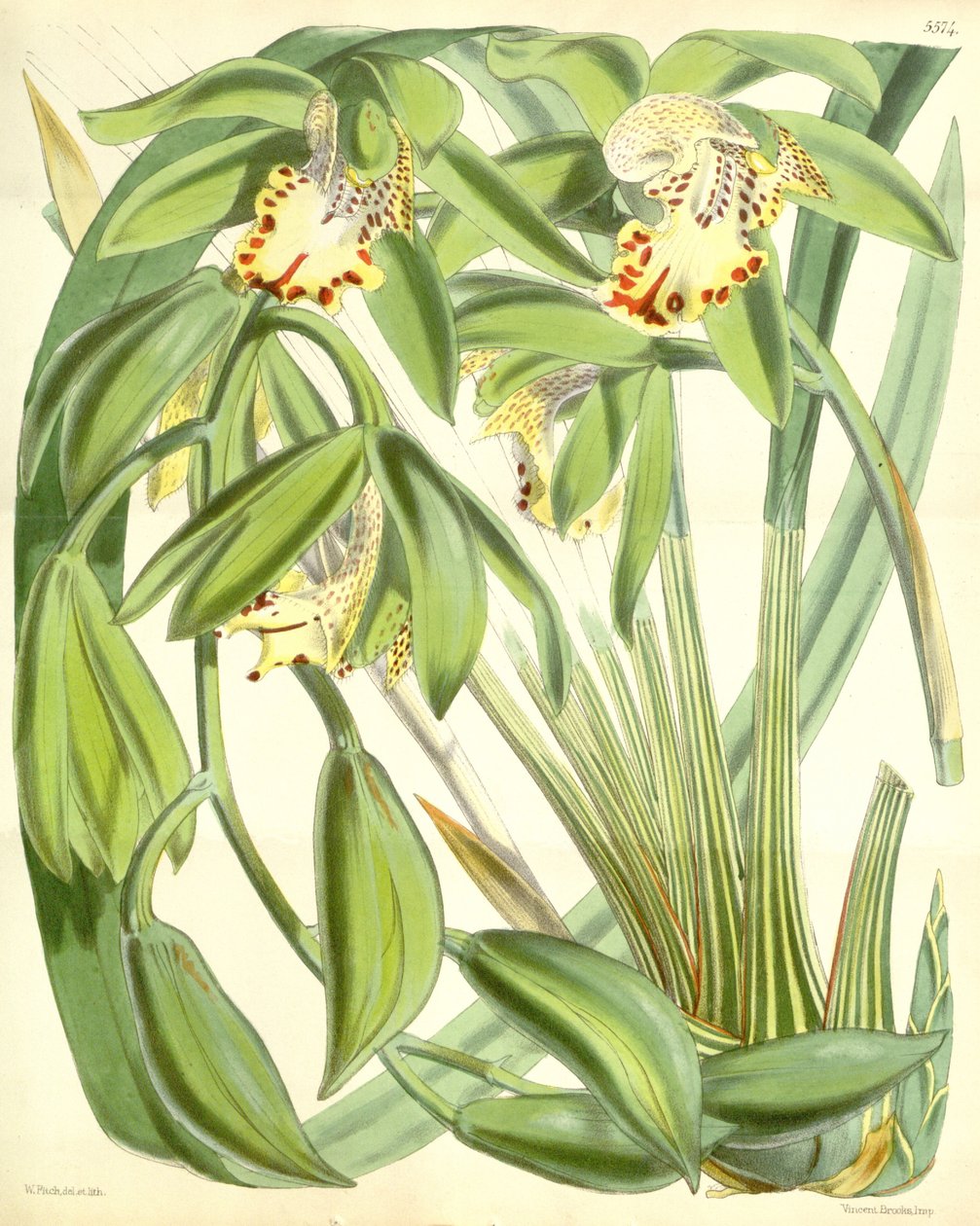 Cymbidium hookerianum alkotó: Walter Hood Fitch