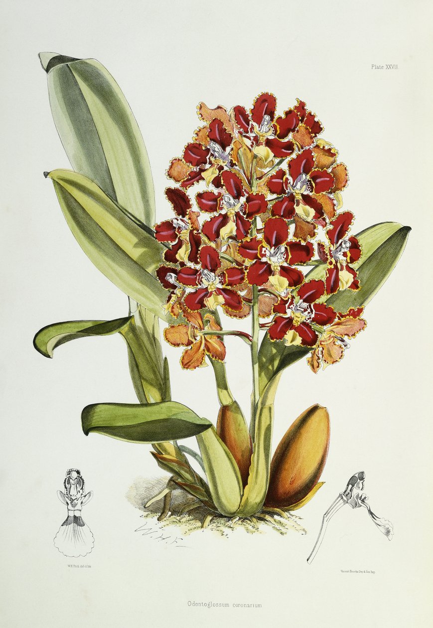 Odontoglossum coronarium, 1864-1874 alkotó: Walter Hood Fitch