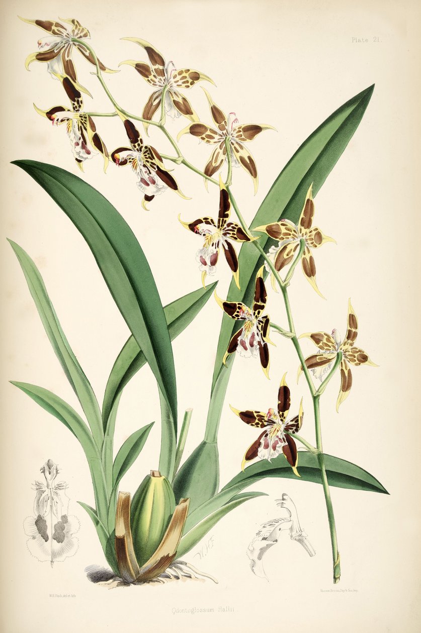 Odontoglossum hallii alkotó: Walter Hood Fitch
