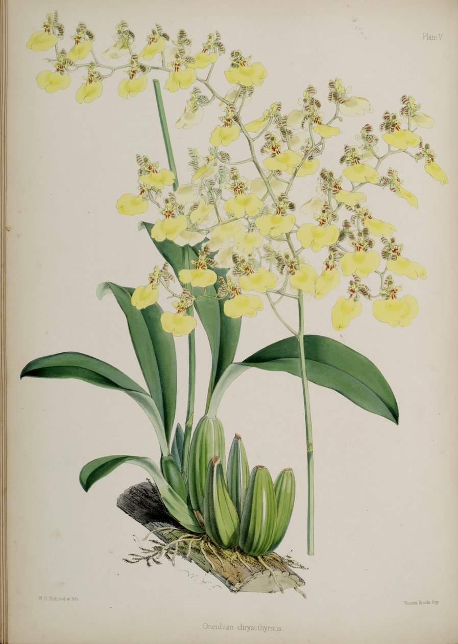 Oncidium bifolium alkotó: Walter Hood Fitch