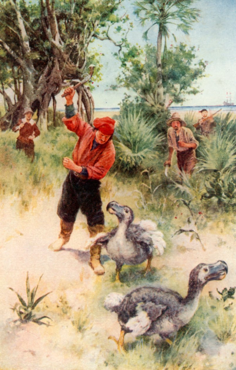 Dodókat üldöző holland tengerészek (színes litográfia) alkotó: Walter Stanley Paget