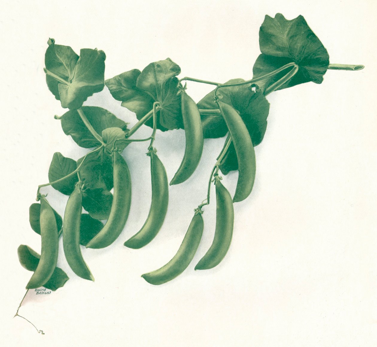 "Zöldborsó", c1908 alkotó: WandG Baird Ltd