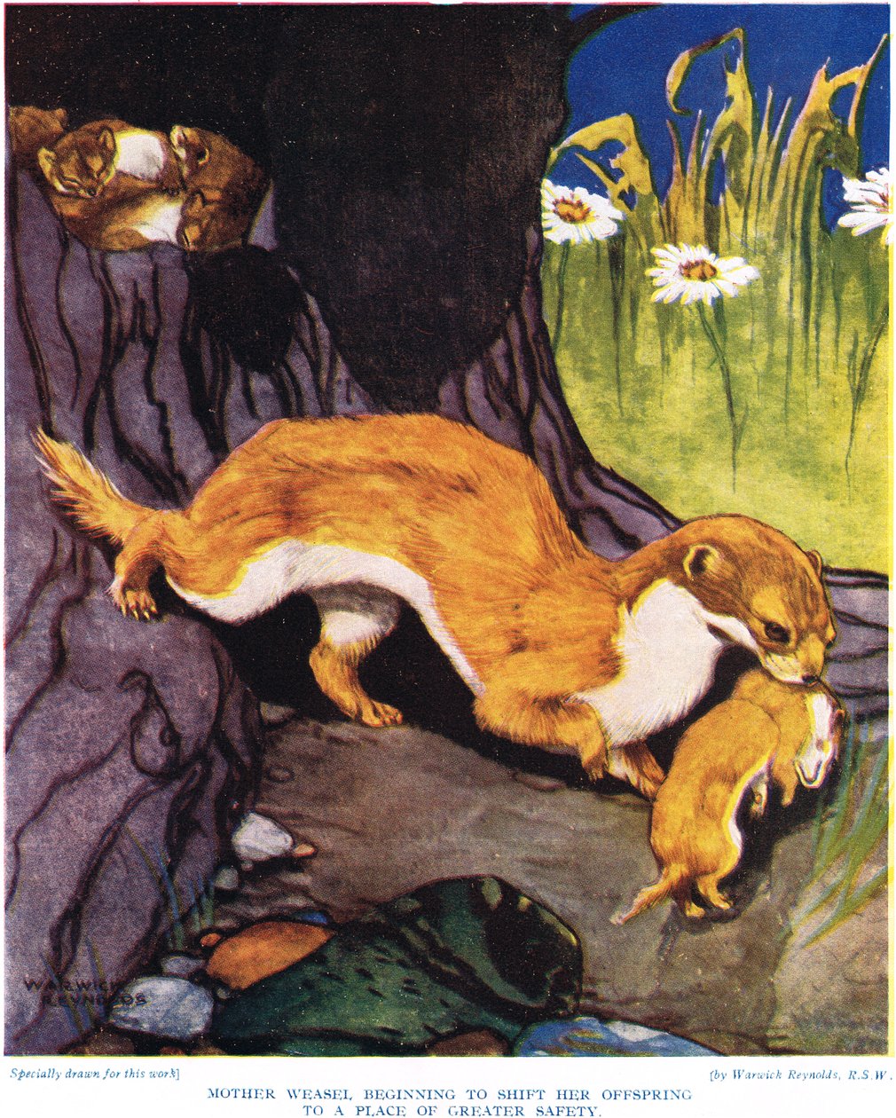 Menyét anya elkezdi elköltöztetni utódait, illusztráció a „The New Natural History” című könyvből, John Arthur Thompson (1861-1933), kiadó: G.P. Putnam fiai, 1926 alkotó: Warwick Reynolds