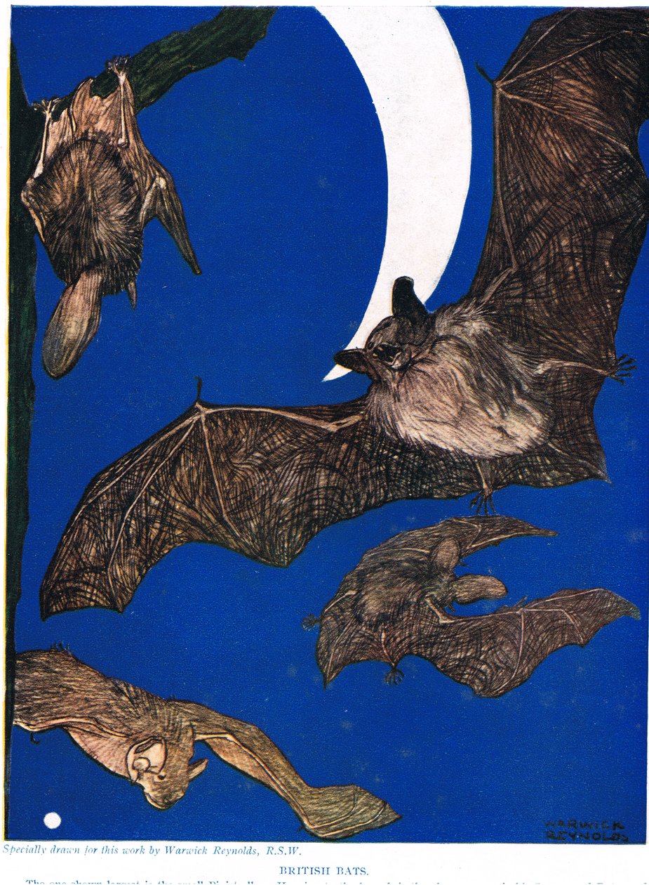 British Bats, illusztráció a „The New Natural History”-ból, John Arthur Thompson (1861-1933), kiadó: G.P. Putnam fiai, 1926 alkotó: Warwick Reynolds