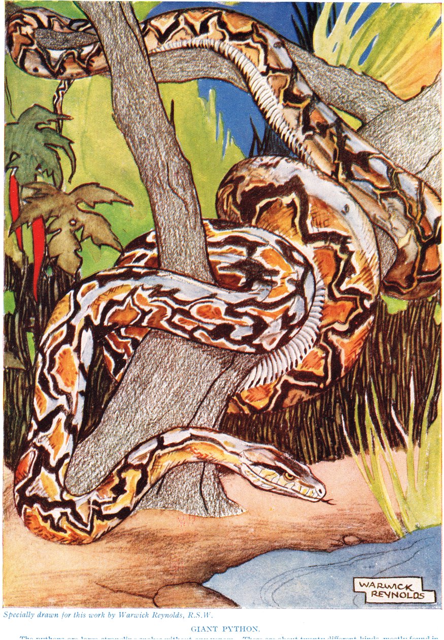 Giant Python, illusztráció a „The New Natural History”-ból, John Arthur Thompson (1861-1933), kiadó: G.P. Putnam fiai, 1926 alkotó: Warwick Reynolds