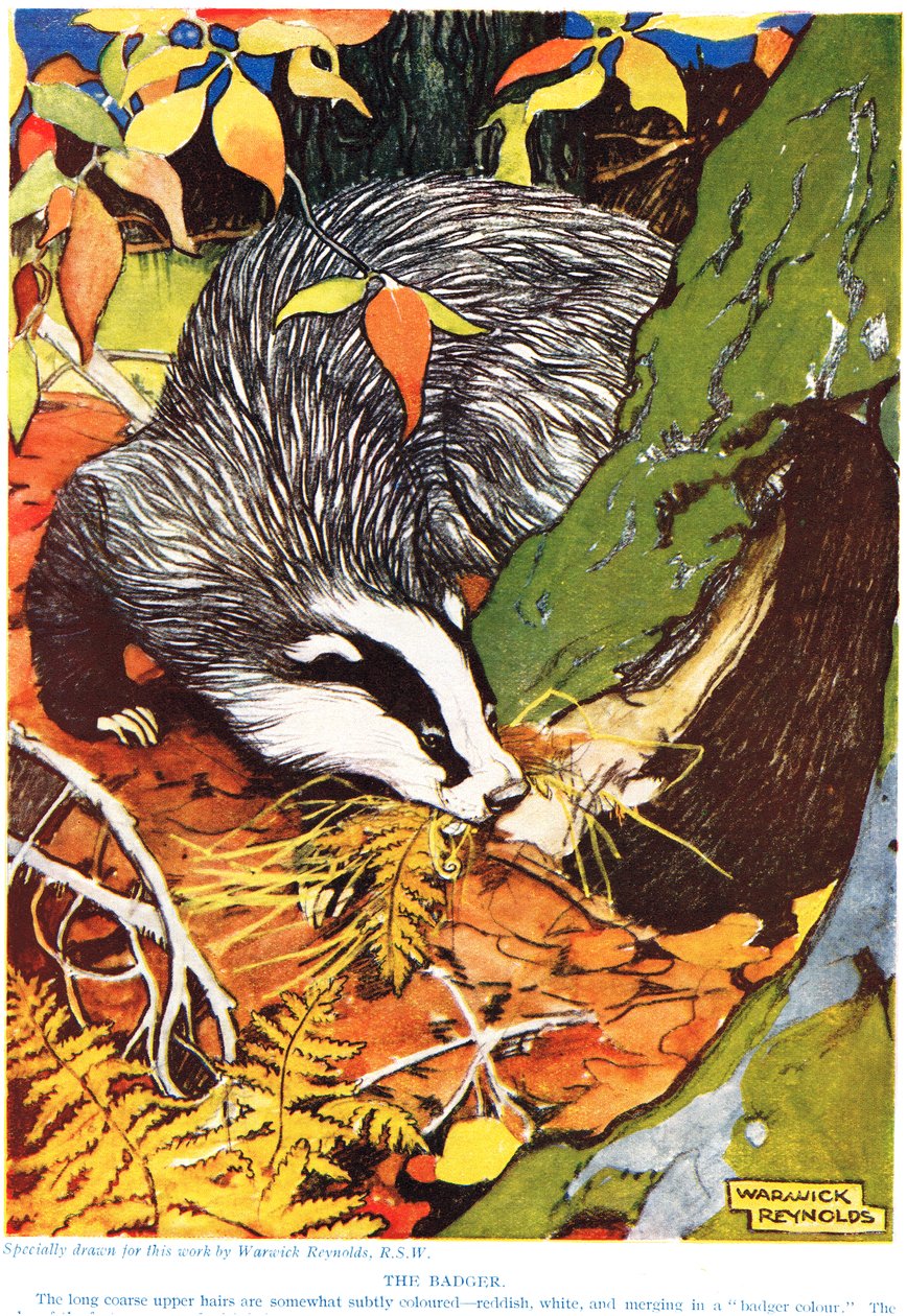 A borz, John Arthur Thompson (1861-1933) "The New Natural History" című művéből, kiadó: G.P. Putnam