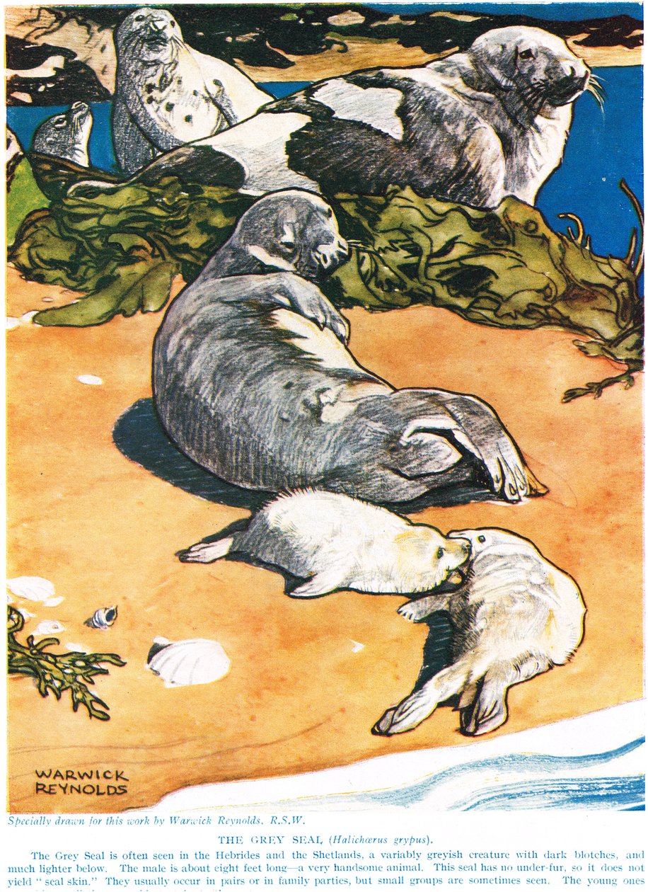 The Grey Seal, illusztráció a „The New Natural History”-ból, John Arthur Thompson (1861-1933), kiadó: G.P. Putnam fiai, 1926 alkotó: Warwick Reynolds