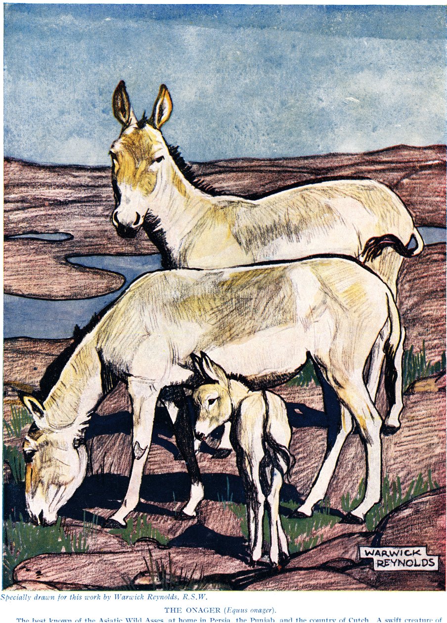 Az Onager a „The New Natural History”-ból, John Arthur Thompson (1861-1933), kiadó: G.P. Putnam fiai, 1926 alkotó: Warwick Reynolds