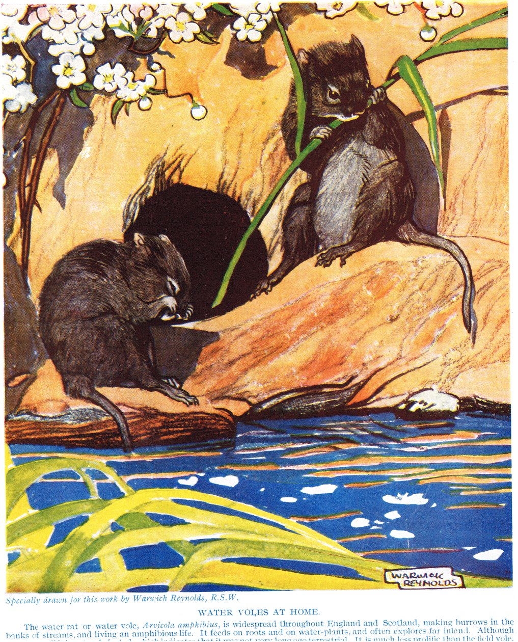 Water Voles at Home, illusztráció John Arthur Thompson (1861-1933) "The New Natural History" című művéből, kiadó: G.P. Putnam