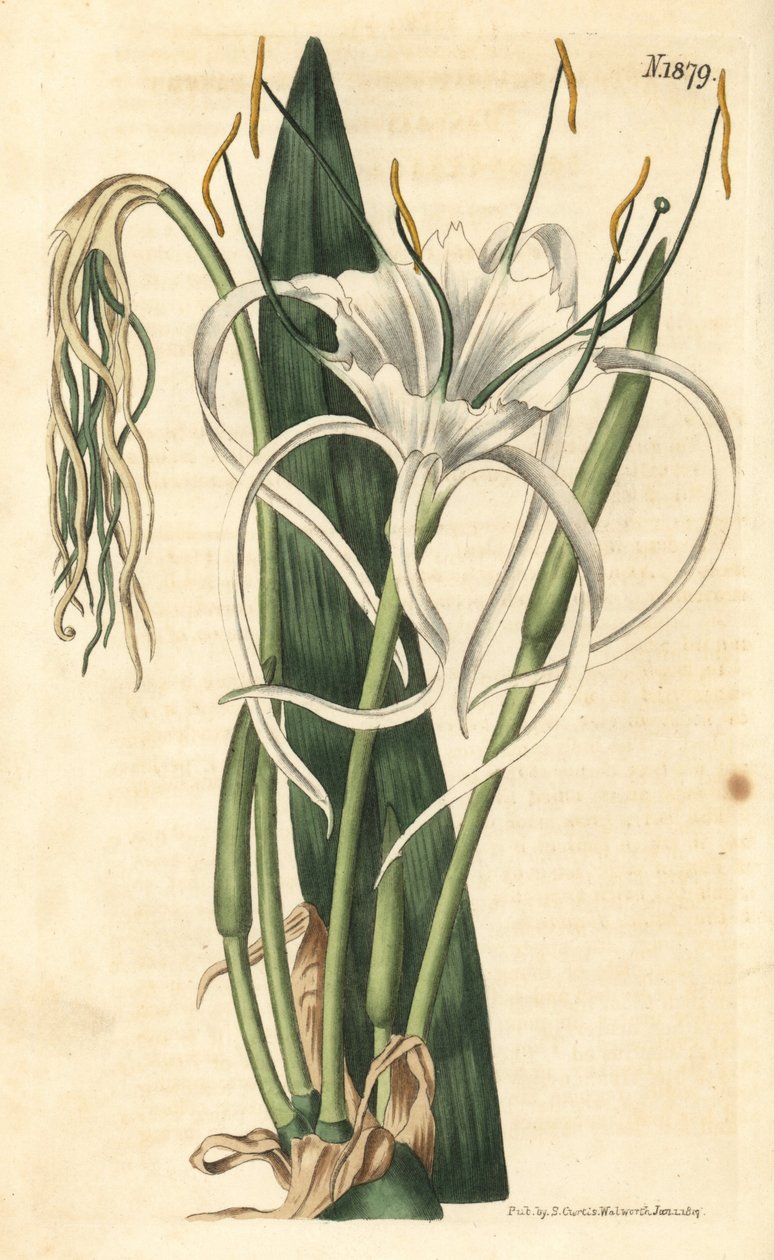 Araignee liliom, tengeri nárcisz, tengeri liliom – Tengerparti pók liliom, Hymenocallis littoralis (Legyezőlevelű pancratium, Pancratium distichum). Weddell kézzel színezett botanikai metszete John Sims Curtis Botanical Magazine című művéből, Couchman, Lon alkotó: Weddell Weddell