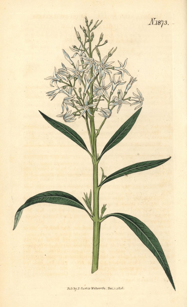 Kék amsonia – Amsonia tabernaemontana var. salicifolia (fűzlevelű amsonia, Amsonia salicifolia). Weddell kézzel színezett botanikai metszete John Sims Curtis Botanical Magazine című művéből, Couchman, London. alkotó: Weddell Weddell