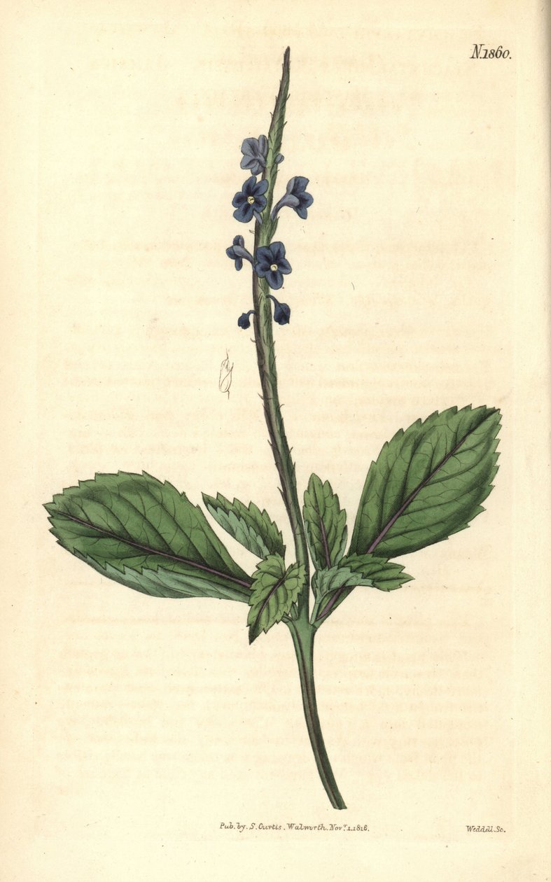 Kék verbéna – jamaikai verbéna, Stachytarpheta jamaicensis. Weddell kézzel színezett rézmetszete John Sims Curtis Botanical Magazine című művéből, Couchman, London. alkotó: Weddell Weddell